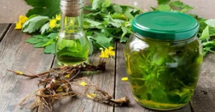 The oil of the plant from the fungus